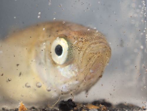 Eyre-koornaarvis (Craterocephalus eyresii) — Atherinidae — 4