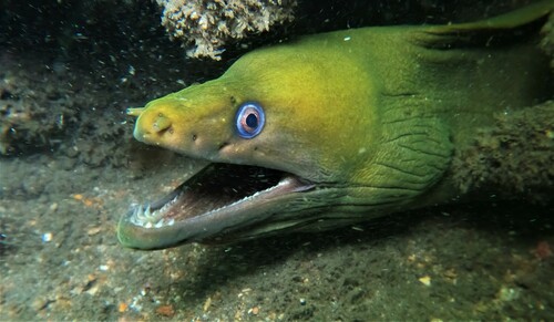 Chestnut Moray