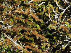 Selaginella wallacei image
