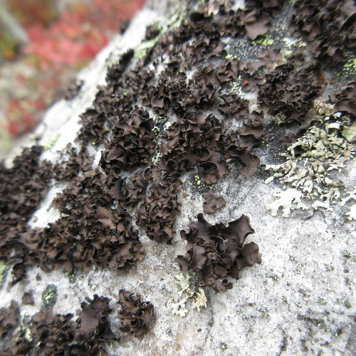 Umbilicaria muhlenbergii image