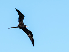 Fregata magnificens