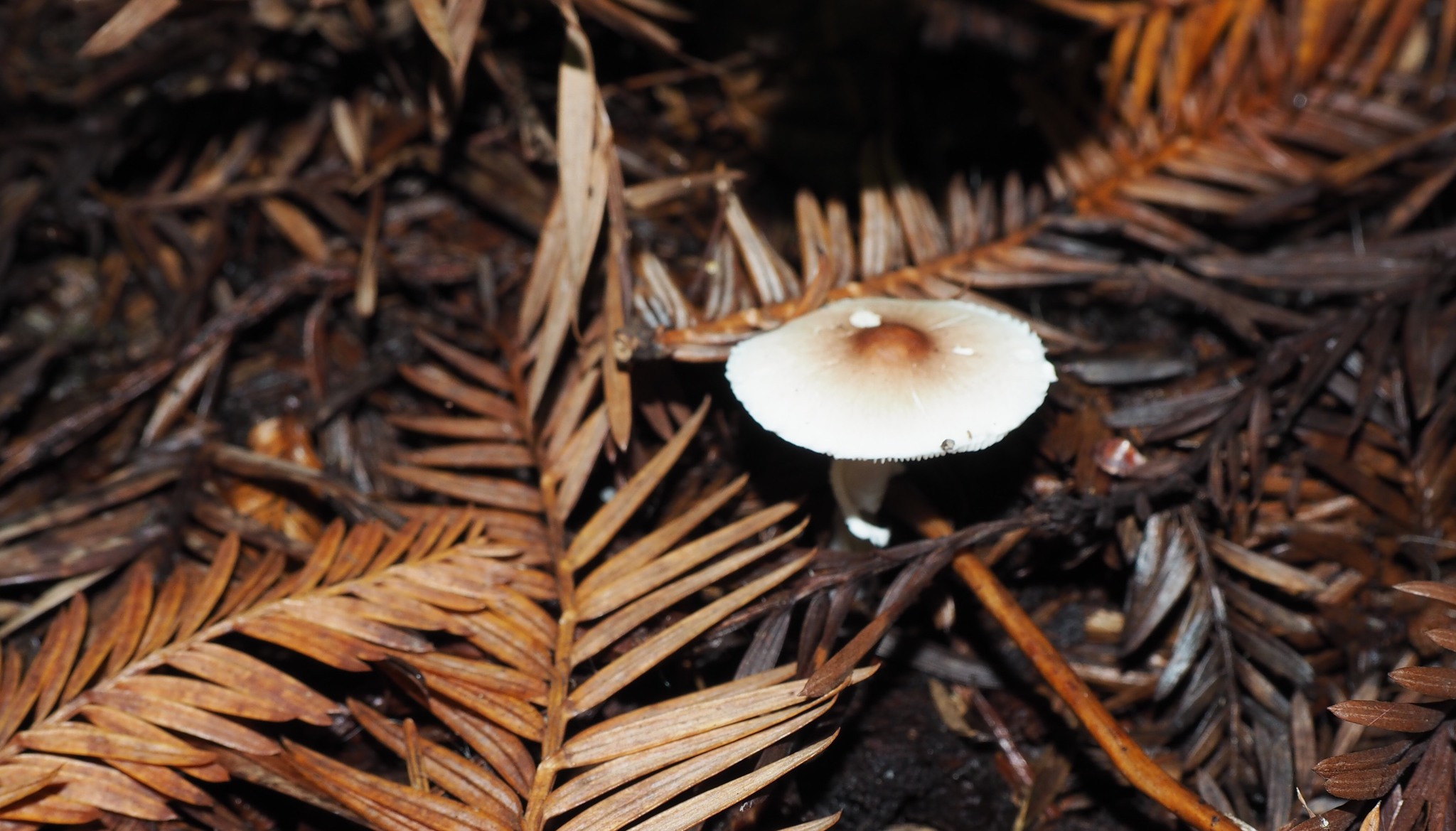 Lepiota castaneidisca image