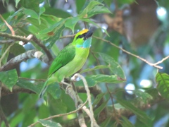 Yellow-Crowned Barbet photo 3