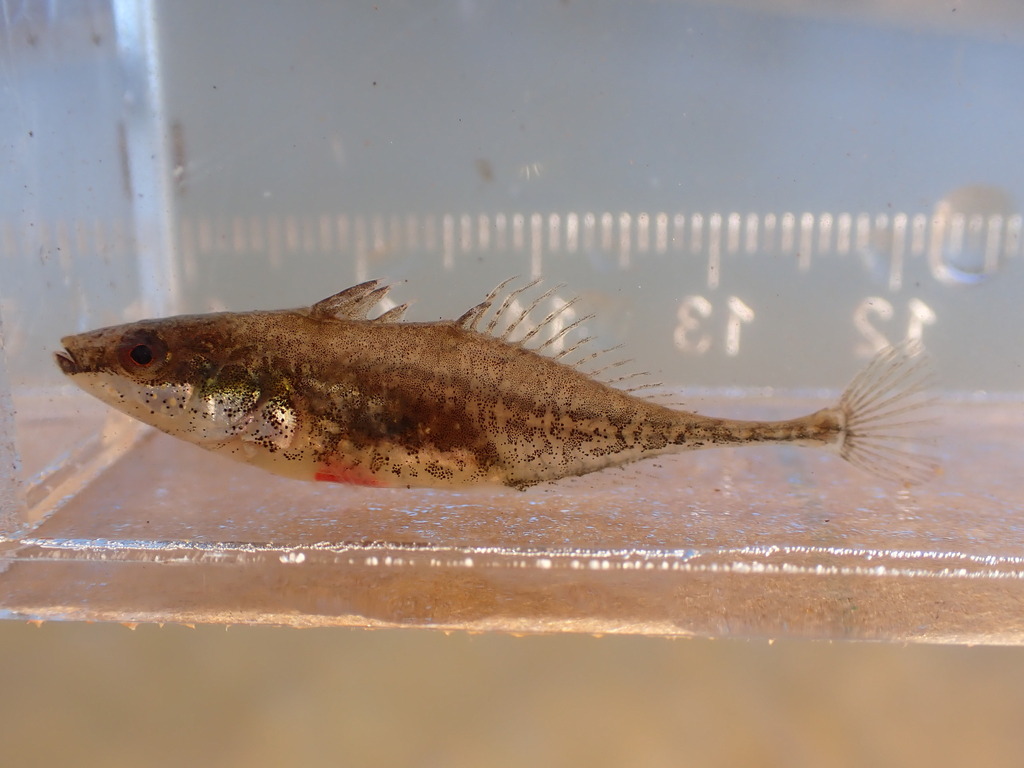 Fourspine Stickleback