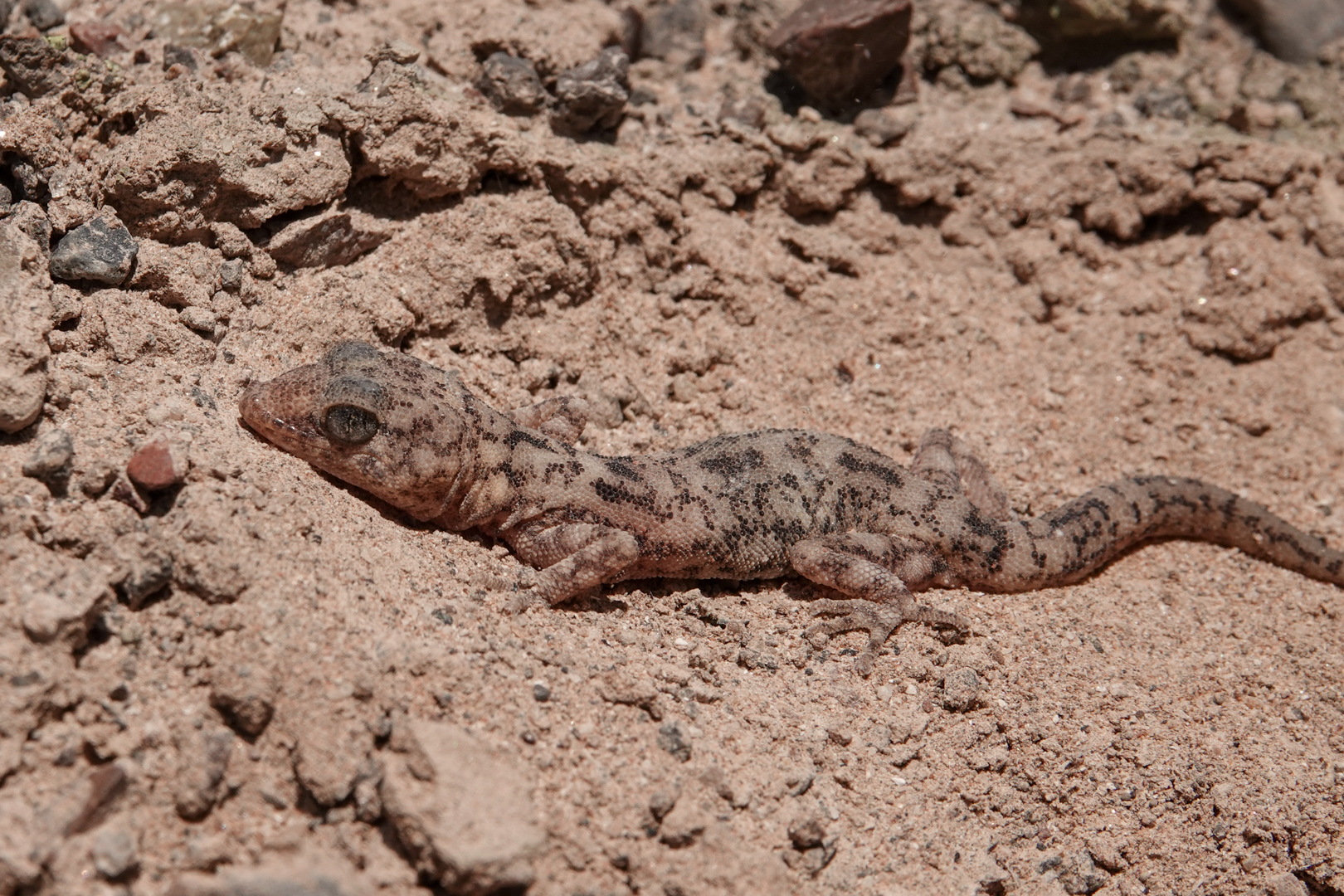 Phyllodactylus Gerrhopygus (Wiegmann, 1834)