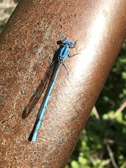 Argia anceps