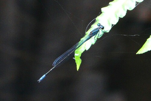 Purple Bluet photo 3