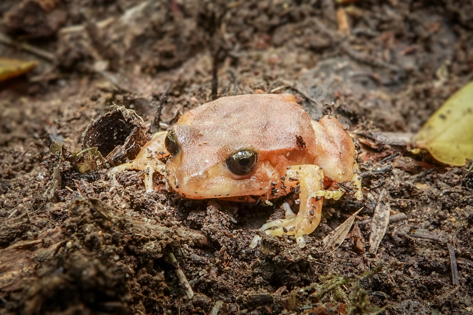 Eupsophus altor Nuñez, Rabanal & Formas, 2012