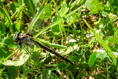 Phanogomphus quadricolor