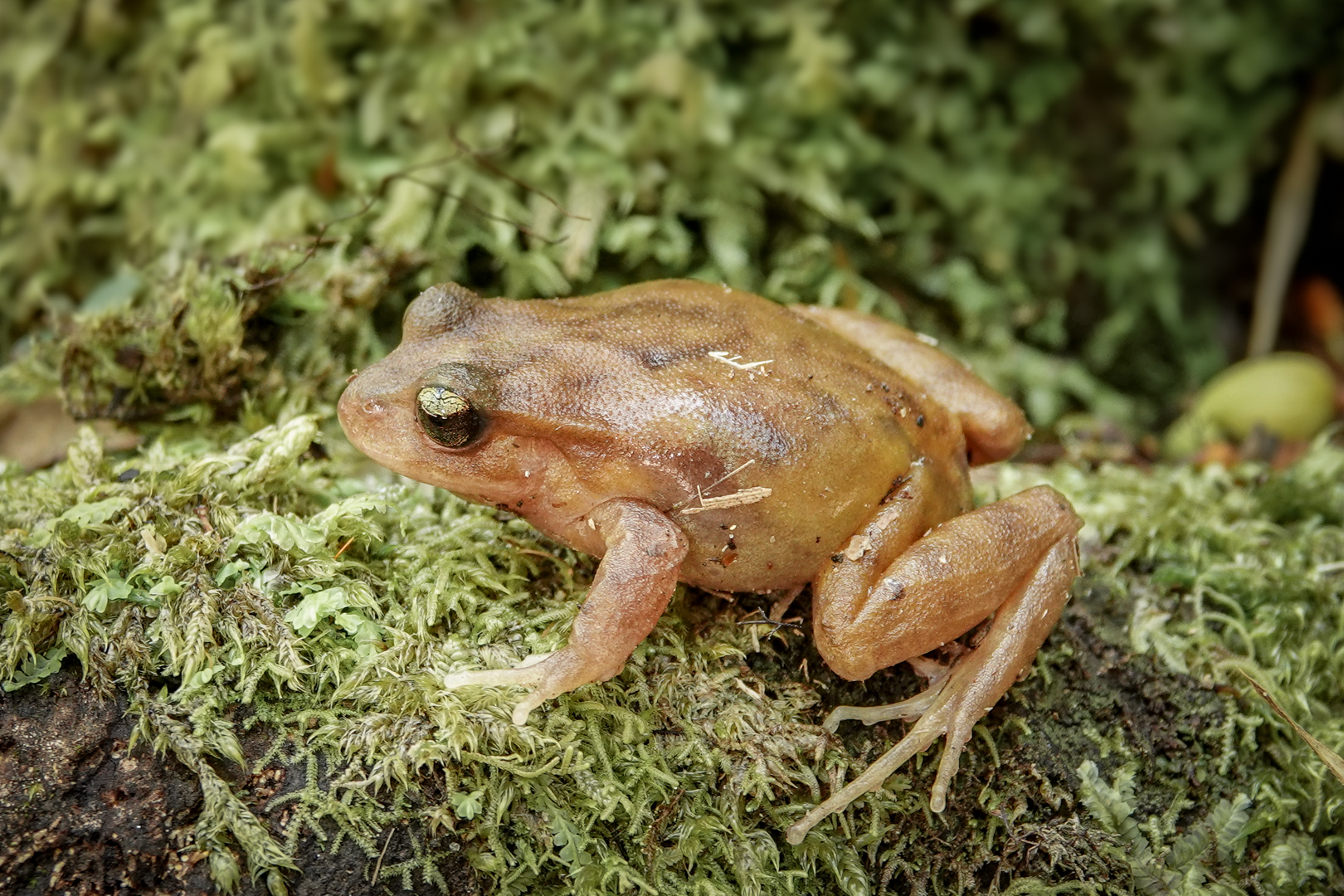 Eupsophus altor Nuñez, Rabanal & Formas, 2012