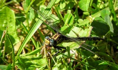 Phanogomphus quadricolor