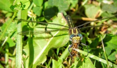 Phanogomphus quadricolor