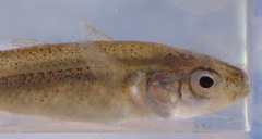 Central Australian Hardyhead photo 3
