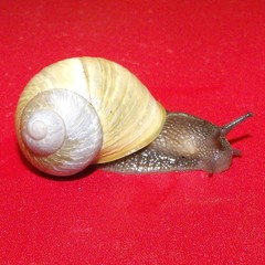 Cornu aspersum