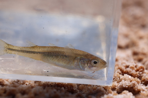 Lake Eyre hardyhead (Craterocephalus eyresii) — Atherinidae