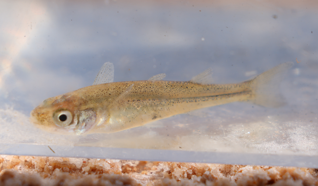 Central Australian Hardyhead