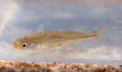 Central Australian Hardyhead photo 1