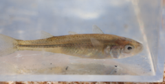Central Australian Hardyhead photo 2