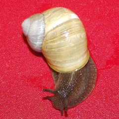 Cornu aspersum