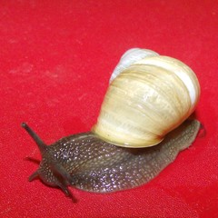 Cornu aspersum