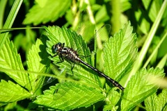 Phanogomphus quadricolor