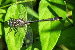 Phanogomphus quadricolor