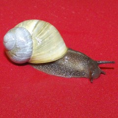 Cornu aspersum