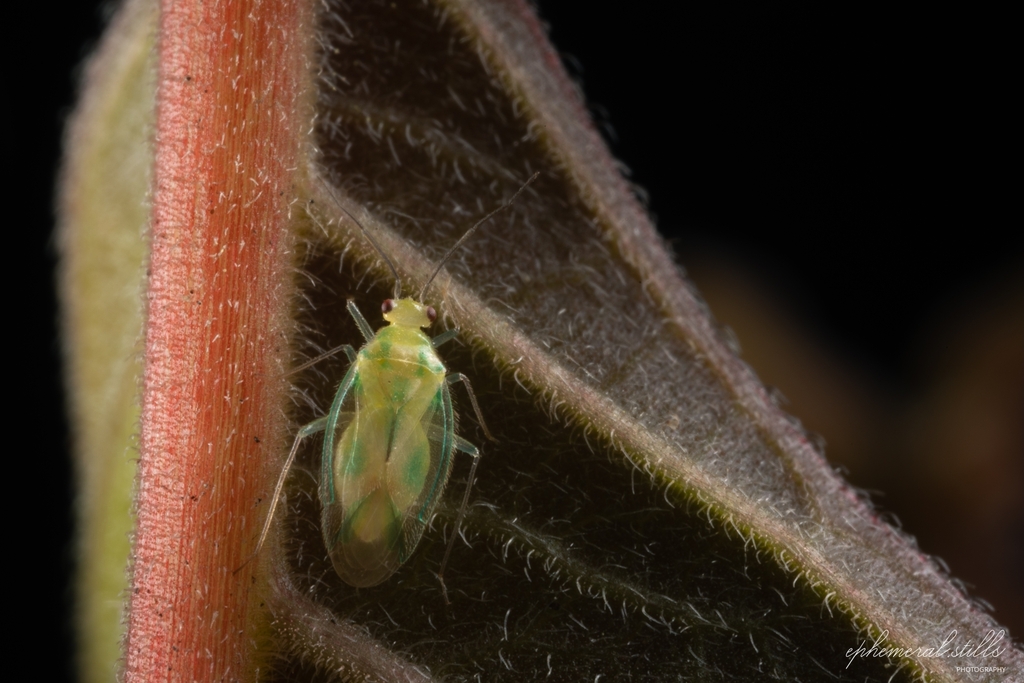 Hyalochloria unicolor