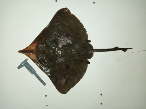 Yellownose skate (Zearaja chilensis) — Rajidae