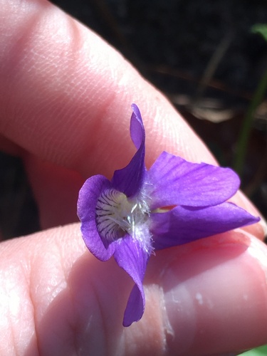 Image of Viola emarginata by (c) harrier, some rights reserved (CC BY)