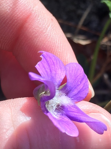Image of Viola emarginata by (c) harrier, some rights reserved (CC BY)