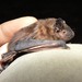 Light-winged Lesser House Bat - Photo (c) Natalie Weber, some rights reserved (CC BY-NC), uploaded by Natalie Weber