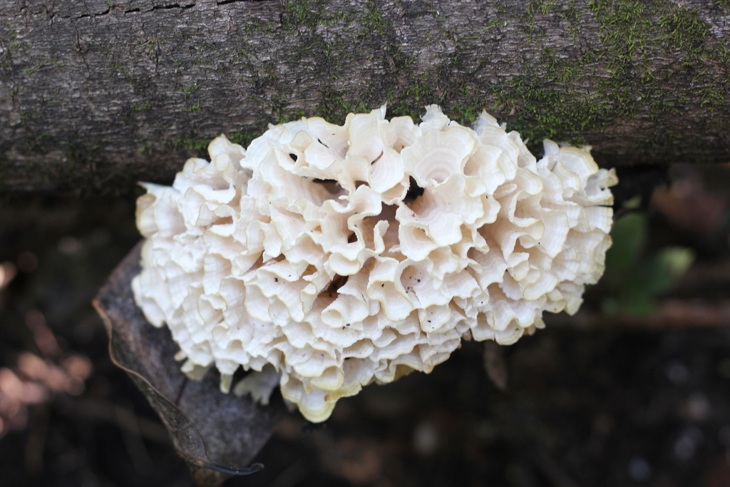 Irpex rosettiformis · May 2018 · photo: © romigaleota (iNaturalist, cc-by)