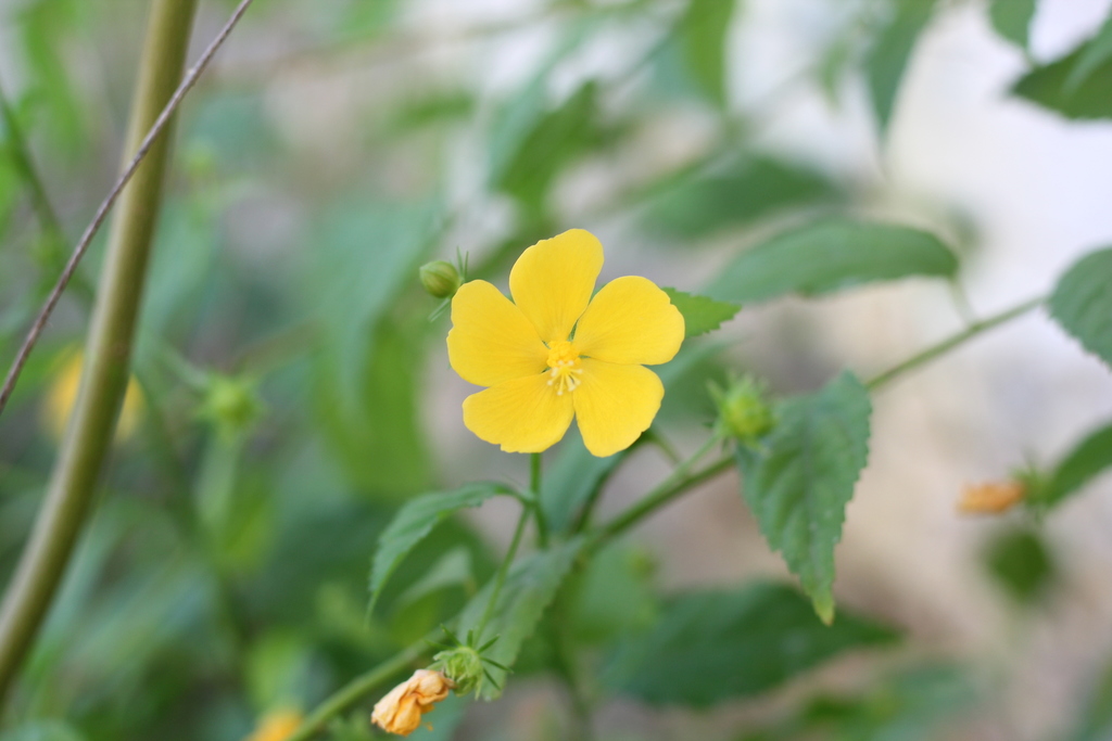 shell flower