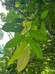 Guatteria amplifolia image