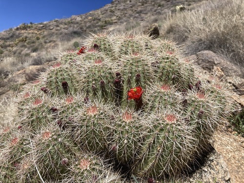 Echinocereus yavapaiensis M.A.Baker