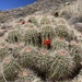 Echinocereus yavapaiensis - Photo (c) alrothedog, algunos derechos reservados (CC BY-NC)