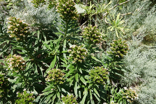 Echium giganteum image