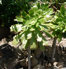 Aeonium arboreum image