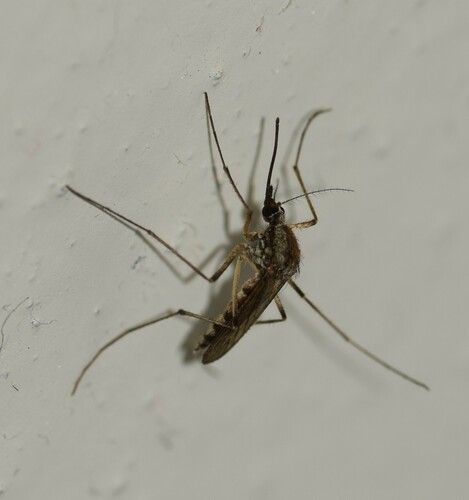 Northern Floodwater Mosquito photo 6