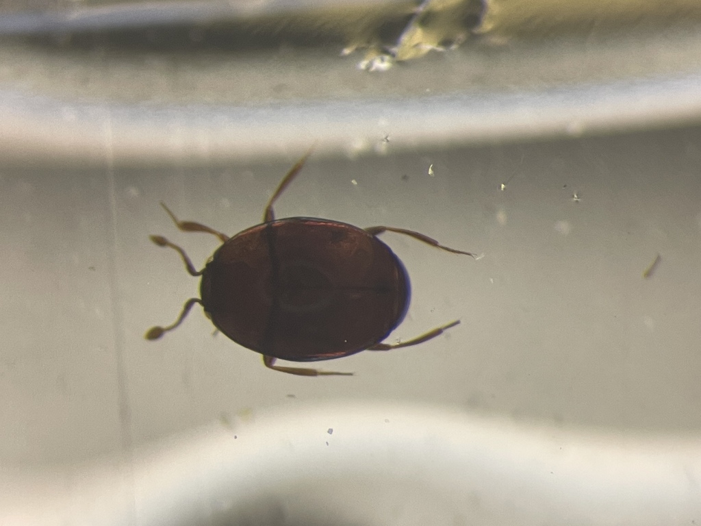 Aeletes politus