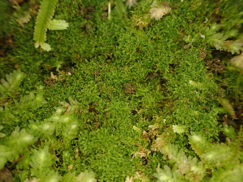 Paracromastigum furcifolium