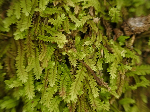 Saccogynidium