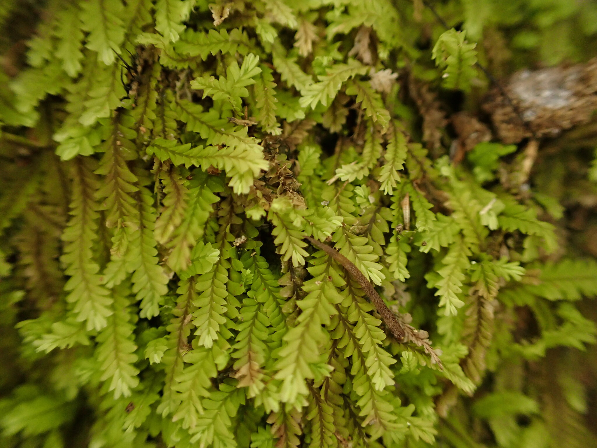 Saccogynidium