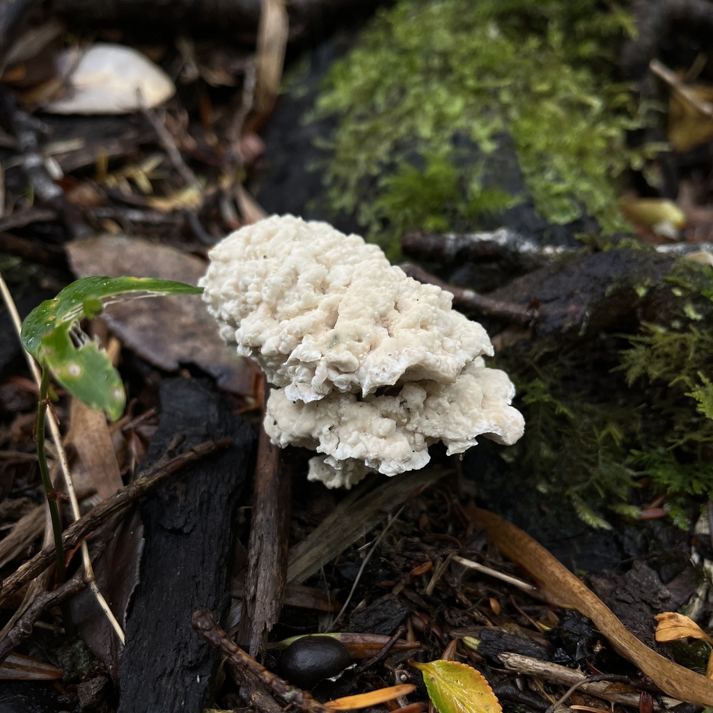 Postia punctata · April 2023 · photo: © cristianriquelme (iNaturalist, cc-by)
