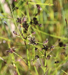 Schoenus maschalinus