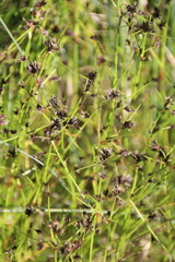 Schoenus maschalinus