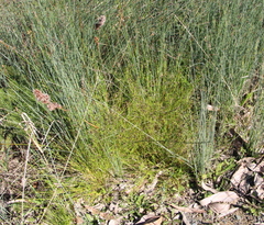 Schoenus maschalinus