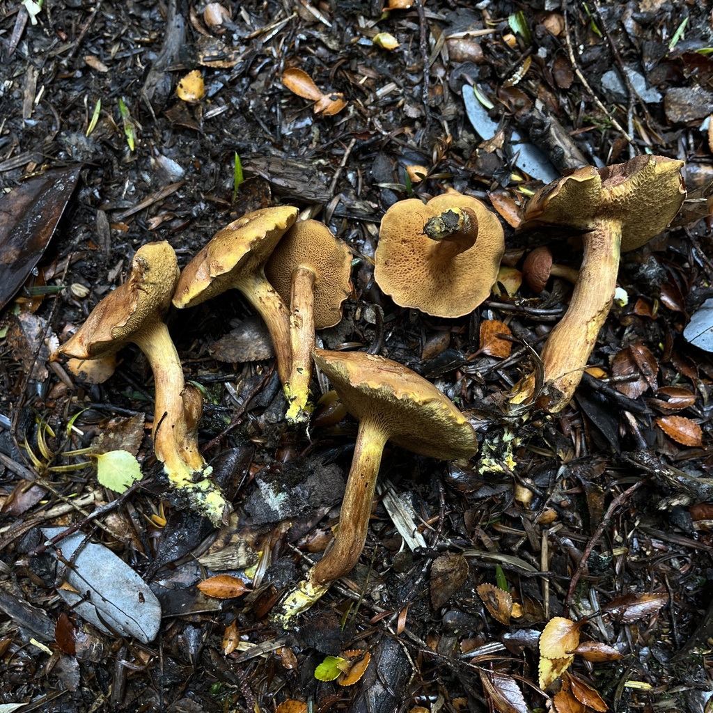 Chalciporus piperatus · April 2023 · photo: © cristianriquelme (iNaturalist, cc-by)