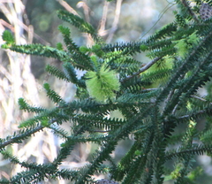 Melaleuca diosmifolia